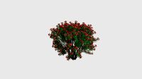 Nerium oleander