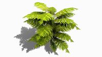 Fern