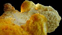 Lion's Mane Fungi
