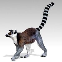 Ring-tailed lemur