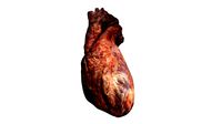 Real Human Heart - Photogrammetry