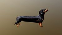 Sausage Dog