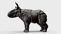 Indian rhino baby. Third of five.