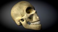 Human Male Skull
