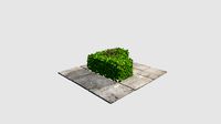 hedge