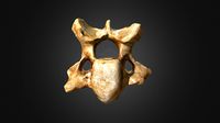 Woolly Rhino 3rd Cervical Vertebra