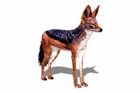 Jackal