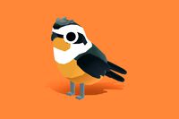 Collared Falconet - Quirky Series