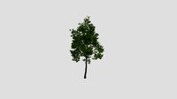 Tilia 17 AM255 Archmodel