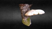 Mushroom high mesh 8k texture