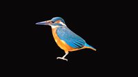 alcedo brid