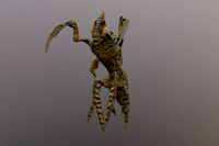 Mother in law Beetle