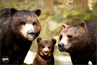Animalia - Brown Bear (pack)