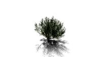 Realistic HD Rosemary willow (59/99)