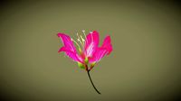 Bauhinia