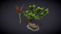 Bonsai