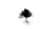 Realistic HD French tamarisk (17/20)