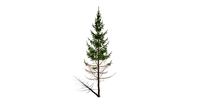 Realistic HD Norway spruce (22/43)