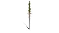 Realistic HD Black spruce (19/38)