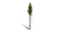 Realistic HD Black spruce (27/38)