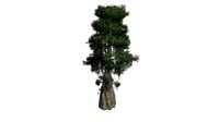 Bald Cypress Tree #06