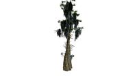 Bald Cypress Tree #02