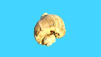 Conch Shell