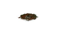 Realistic HD Blue Nest spruce (8/10)