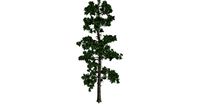 Eastern White Pine #10