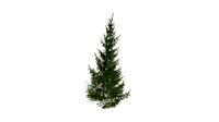 Realistic HD Norway spruce (27/43)