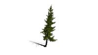 Realistic HD Black spruce (24/38)