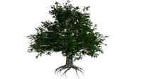 European Beech Tree #06