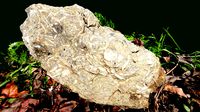 Limestone with Shells