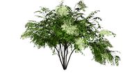Japanese Angelica Tree #09