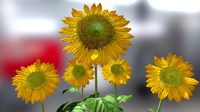 Sunflower plant