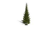 Realistic HD Engelmann spruce (3/43)