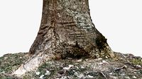 Weathered Tree