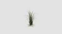Miscanthus giganteus