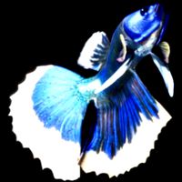 Betta