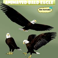 Realistic Animated Bald Eagle