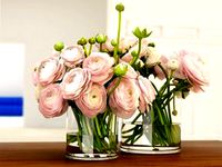Pink Ranunculus