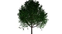 Bradford Callery Pear Tree #10