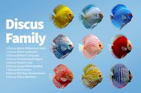 Discus Family