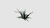 Agave vilmoriniana for CinemaD