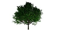 Bradford Callery Pear Tree #09