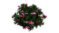 Azalea Shrub (Pink Flowers) #01