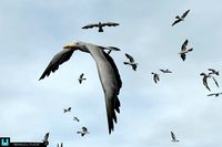 Bird Flock Seagull 2023