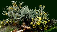 Cactus on Frick Lake