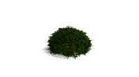 Realistic HD Maxwell's Norway spruce (3/10)