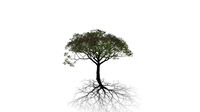 Realistic HD Chinaberry tree (10/30)